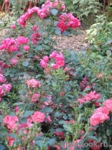 Coral Drift ® Coral Drift ®