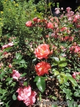 Coral Drift ® Coral Drift ®