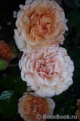 Garden Glory Garden Glory