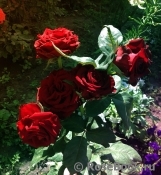 Grande Amore Grande Amore