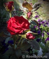 Grande Amore Grande Amore