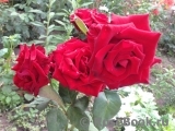 Grande Amore Grande Amore
