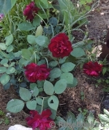 Scarman's Velvet China Scarman's Velvet China