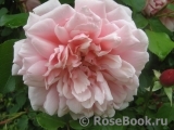 Albertine Albertine