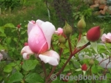 Albertine Albertine