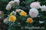 Rose de Gerberoy ® Rose de Gerberoy ®