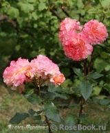 Augusta Luise Augusta Luise