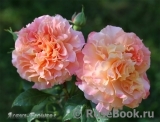 Augusta Luise Augusta Luise