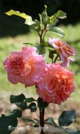 Augusta Luise Augusta Luise