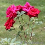Black Baccara Black Baccara