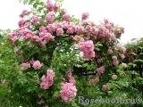 Apple Blossom Apple Blossom