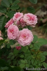 Durance Ancian Rosa