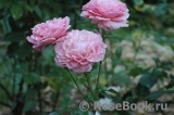 Tickled Pink Tickled Pink