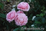 Tickled Pink Tickled Pink
