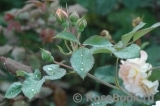 Rose de Gerberoy ® Rose de Gerberoy ®