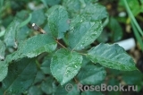 Rose de Gerberoy ® Rose de Gerberoy ®