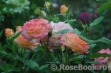 Gartenspass ® Gartenspass ®