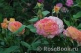 Gartenspass ® Gartenspass ®