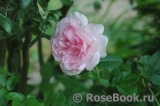 Roseraie du Chatelet ® Roseraie du Chatelet ®