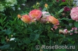 Gartenspass ® Gartenspass ®
