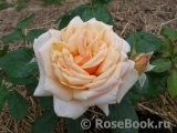 Caron Keating Rose Caron Keating Rose