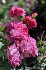 Blauwestad Blauwestad