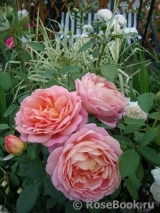 Lady of Shalott Lady of Shalott