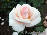 A Whiter Shade Of Pale A Whiter Shade Of Pale