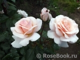 A Whiter Shade Of Pale A Whiter Shade Of Pale
