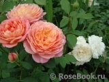 Lady of Shalott Lady of Shalott