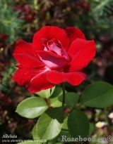 Allelyia Allelyia