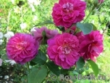 Princess Anne Princess Anne