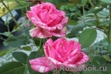 Pink Intuition Pink Intuition