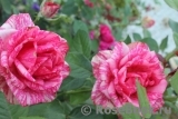 Pink Intuition Pink Intuition