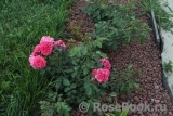 Rosarium Uetersen Rosarium Uetersen