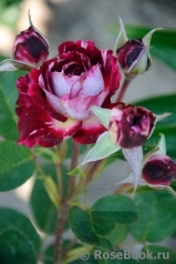 Belle de Segosa® Belle de Segosa®