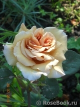 Julia's Rose Julia's Rose