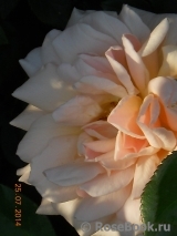 Caron Keating Rose Caron Keating Rose