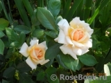 Caron Keating Rose Caron Keating Rose