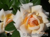 Caron Keating Rose Caron Keating Rose