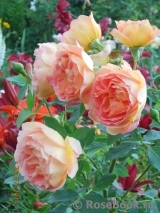 Lady of Shalott Lady of Shalott
