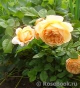 Crown Princess Margareta® Crown Princess Margareta®