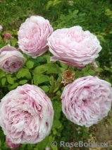 The Alnwick Rose The Alnwick Rose