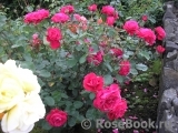 Dame de Coeur Dame de Coeur