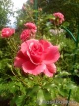 Rosarium Uetersen Rosarium Uetersen