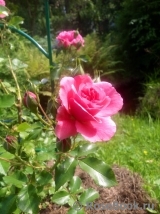 Rosarium Uetersen Rosarium Uetersen