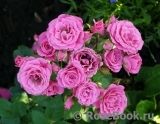 Lovely Lydia® Lovely Lydia®