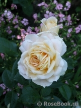 Lions Rose