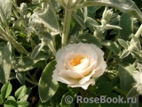 Crocus Rose® Crocus Rose®