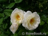 Uetersener Klosterrose Uetersener Klosterrose